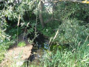 Nagnjeno drevje v rečni strugi povzroča nastanek čepov.